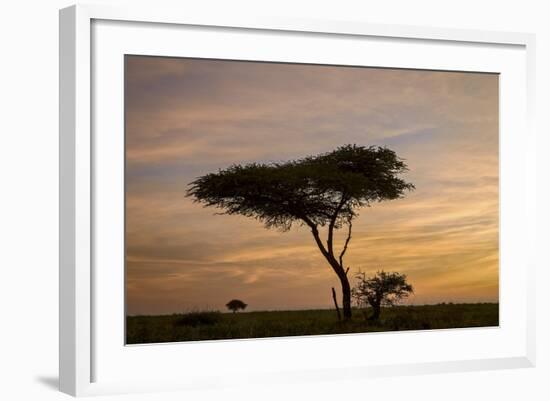 Acacia Tree and Clouds at Dawn-James Hager-Framed Photographic Print