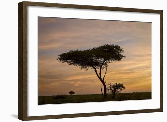 Acacia Tree and Clouds at Dawn-James Hager-Framed Photographic Print