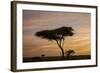 Acacia Tree and Clouds at Dawn-James Hager-Framed Photographic Print