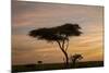 Acacia Tree and Clouds at Dawn-James Hager-Mounted Photographic Print