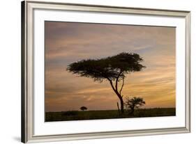 Acacia Tree and Clouds at Dawn-James Hager-Framed Photographic Print