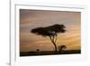 Acacia Tree and Clouds at Dawn-James Hager-Framed Photographic Print