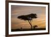 Acacia Tree and Clouds at Dawn-James Hager-Framed Photographic Print