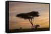 Acacia Tree and Clouds at Dawn-James Hager-Framed Stretched Canvas