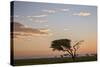 Acacia Tree and Clouds at Dawn-James Hager-Stretched Canvas