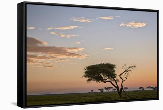 Acacia Tree and Clouds at Dawn-James Hager-Framed Stretched Canvas