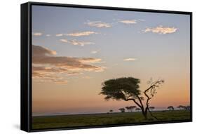 Acacia Tree and Clouds at Dawn-James Hager-Framed Stretched Canvas