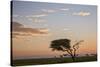 Acacia Tree and Clouds at Dawn-James Hager-Stretched Canvas