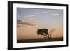 Acacia Tree and Clouds at Dawn-James Hager-Framed Photographic Print