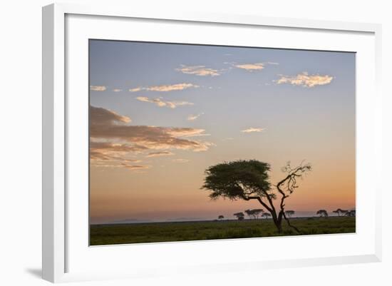 Acacia Tree and Clouds at Dawn-James Hager-Framed Photographic Print