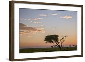 Acacia Tree and Clouds at Dawn-James Hager-Framed Photographic Print