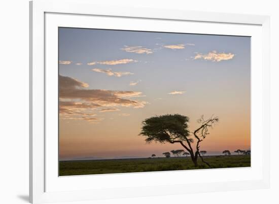 Acacia Tree and Clouds at Dawn-James Hager-Framed Photographic Print