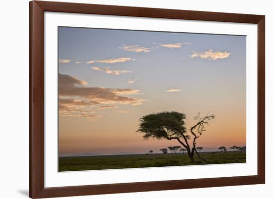 Acacia Tree and Clouds at Dawn-James Hager-Framed Photographic Print