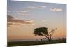 Acacia Tree and Clouds at Dawn-James Hager-Mounted Photographic Print