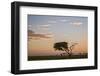 Acacia Tree and Clouds at Dawn-James Hager-Framed Photographic Print