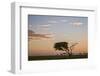 Acacia Tree and Clouds at Dawn-James Hager-Framed Photographic Print