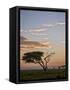 Acacia Tree and Clouds at Dawn-James Hager-Framed Stretched Canvas