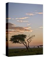 Acacia Tree and Clouds at Dawn-James Hager-Stretched Canvas