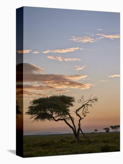 Acacia Tree and Clouds at Dawn-James Hager-Stretched Canvas