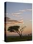 Acacia Tree and Clouds at Dawn-James Hager-Stretched Canvas