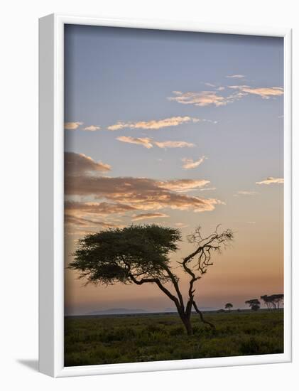 Acacia Tree and Clouds at Dawn-James Hager-Framed Photographic Print