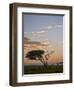 Acacia Tree and Clouds at Dawn-James Hager-Framed Photographic Print