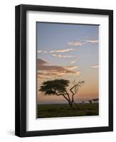 Acacia Tree and Clouds at Dawn-James Hager-Framed Photographic Print