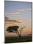 Acacia Tree and Clouds at Dawn-James Hager-Mounted Photographic Print