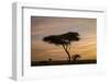 Acacia Tree and Clouds at Dawn-James Hager-Framed Photographic Print