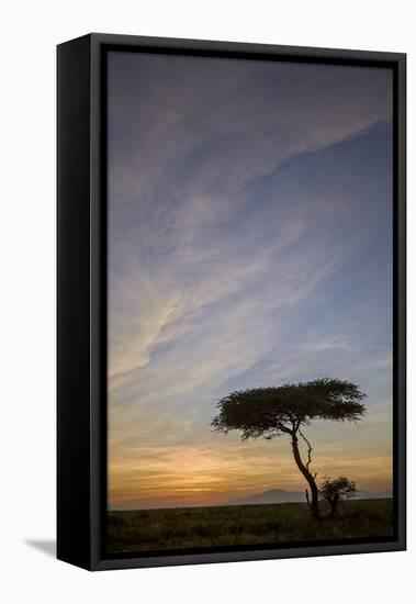 Acacia Tree and Clouds at Sunrise-James Hager-Framed Stretched Canvas