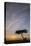 Acacia Tree and Clouds at Sunrise-James Hager-Stretched Canvas