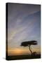 Acacia Tree and Clouds at Sunrise-James Hager-Stretched Canvas