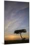 Acacia Tree and Clouds at Sunrise-James Hager-Mounted Photographic Print