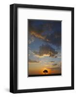 Acacia tree and clouds at sunset, Masai Mara National Park, Kenya-Godong-Framed Photographic Print