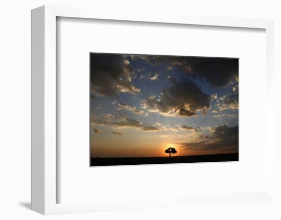 Acacia tree and clouds at sunset, Masai Mara National Park, Kenya-Godong-Framed Photographic Print