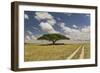 Acacia tree and tire tracks across grass plains, Serengeti National Park, Tanzania, Africa-Adam Jones-Framed Photographic Print