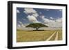 Acacia tree and tire tracks across grass plains, Serengeti National Park, Tanzania, Africa-Adam Jones-Framed Photographic Print