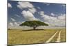 Acacia tree and tire tracks across grass plains, Serengeti National Park, Tanzania, Africa-Adam Jones-Mounted Photographic Print