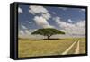 Acacia tree and tire tracks across grass plains, Serengeti National Park, Tanzania, Africa-Adam Jones-Framed Stretched Canvas