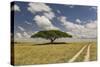 Acacia tree and tire tracks across grass plains, Serengeti National Park, Tanzania, Africa-Adam Jones-Stretched Canvas