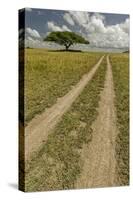 Acacia tree and tire tracks across grass plains, Serengeti National Park, Tanzania, Africa-Adam Jones-Stretched Canvas