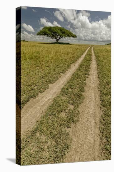 Acacia tree and tire tracks across grass plains, Serengeti National Park, Tanzania, Africa-Adam Jones-Stretched Canvas