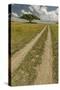 Acacia tree and tire tracks across grass plains, Serengeti National Park, Tanzania, Africa-Adam Jones-Stretched Canvas