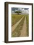 Acacia tree and tire tracks across grass plains, Serengeti National Park, Tanzania, Africa-Adam Jones-Framed Photographic Print