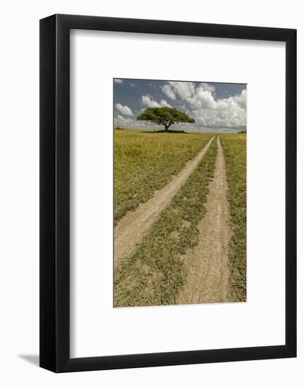 Acacia tree and tire tracks across grass plains, Serengeti National Park, Tanzania, Africa-Adam Jones-Framed Photographic Print