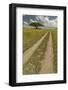 Acacia tree and tire tracks across grass plains, Serengeti National Park, Tanzania, Africa-Adam Jones-Framed Photographic Print