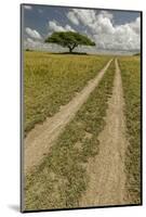 Acacia tree and tire tracks across grass plains, Serengeti National Park, Tanzania, Africa-Adam Jones-Mounted Photographic Print