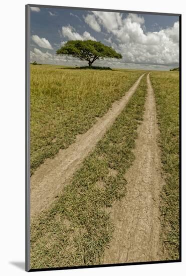 Acacia tree and tire tracks across grass plains, Serengeti National Park, Tanzania, Africa-Adam Jones-Mounted Photographic Print