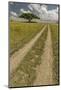 Acacia tree and tire tracks across grass plains, Serengeti National Park, Tanzania, Africa-Adam Jones-Mounted Photographic Print