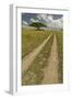 Acacia tree and tire tracks across grass plains, Serengeti National Park, Tanzania, Africa-Adam Jones-Framed Photographic Print